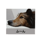 かわいいシェルティ(cute sheltie)（個別スタンプ：26）