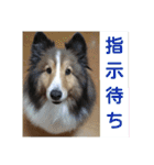 かわいいシェルティ(cute sheltie)（個別スタンプ：28）