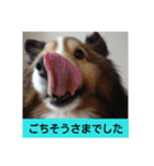 かわいいシェルティ(cute sheltie)（個別スタンプ：30）