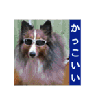 かわいいシェルティ(cute sheltie)（個別スタンプ：31）