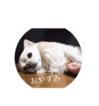 愛犬チワワジャック（個別スタンプ：2）