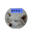 白毛秋田犬（個別スタンプ：1）