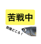 【デカ文字版】鮎釣り中に使えるスタンプ（個別スタンプ：25）