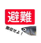 【デカ文字版】鮎釣り中に使えるスタンプ（個別スタンプ：31）