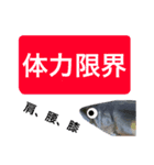 【デカ文字版】鮎釣り中に使えるスタンプ（個別スタンプ：32）