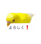 日常セキセイインコふきだし（個別スタンプ：1）