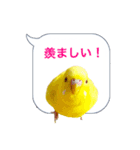 日常セキセイインコふきだし（個別スタンプ：3）