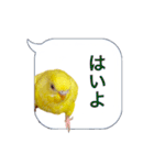 日常セキセイインコふきだし（個別スタンプ：4）