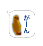 日常セキセイインコふきだし（個別スタンプ：6）