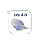 日常セキセイインコふきだし（個別スタンプ：7）