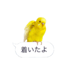 日常セキセイインコふきだし（個別スタンプ：8）