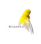 日常セキセイインコふきだし（個別スタンプ：10）