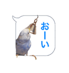 日常セキセイインコふきだし（個別スタンプ：11）