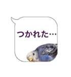 日常セキセイインコふきだし（個別スタンプ：14）