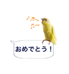 日常セキセイインコふきだし（個別スタンプ：15）