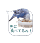 日常セキセイインコふきだし（個別スタンプ：16）