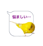 日常セキセイインコふきだし（個別スタンプ：17）