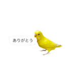 日常セキセイインコふきだし（個別スタンプ：18）