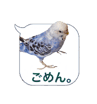 日常セキセイインコふきだし（個別スタンプ：23）