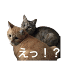 可愛い猫の日常（個別スタンプ：6）