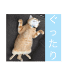 可愛い猫の日常（個別スタンプ：13）