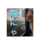 可愛い猫の日常（個別スタンプ：17）