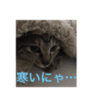 可愛い猫の日常（個別スタンプ：18）