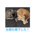 可愛い猫の日常（個別スタンプ：19）