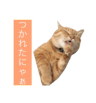 可愛い猫の日常（個別スタンプ：21）