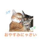 可愛い猫の日常（個別スタンプ：22）