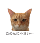 可愛い猫の日常（個別スタンプ：25）