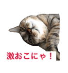 可愛い猫の日常（個別スタンプ：27）