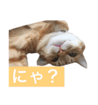 可愛い猫の日常（個別スタンプ：29）