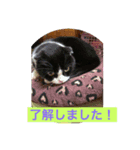 猫シリーズ2（個別スタンプ：1）