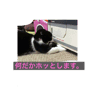 猫シリーズ2（個別スタンプ：2）