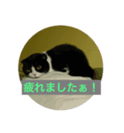 猫シリーズ2（個別スタンプ：7）