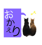 茶トラと黒猫(ウィル君とノア君)2（個別スタンプ：5）