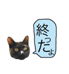 茶トラと黒猫(ウィル君とノア君)2（個別スタンプ：9）