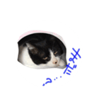 ねこのぱんこ（個別スタンプ：3）