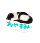 ねこのぱんこ（個別スタンプ：10）