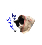 ねこのぱんこ（個別スタンプ：16）