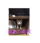 ワンワンホイホイ（個別スタンプ：3）