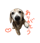 ていねい犬ビーグル（個別スタンプ：3）