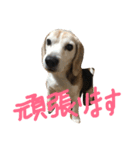 ていねい犬ビーグル（個別スタンプ：5）