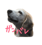 ていねい犬ビーグル（個別スタンプ：11）