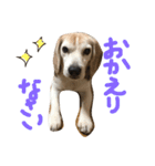 ていねい犬ビーグル（個別スタンプ：13）