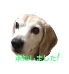 ていねい犬ビーグル（個別スタンプ：16）