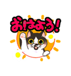 今日もはちわれねこ（個別スタンプ：1）