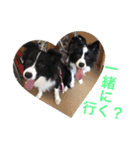 I ♡ My Border collie（個別スタンプ：1）