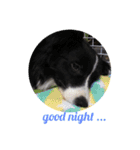 I ♡ My Border collie（個別スタンプ：2）